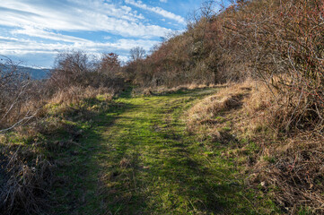Grass path between thick bushes. Sunny weather.
