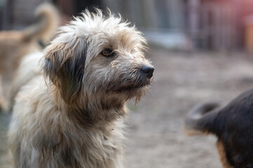 Naklejka na ściany i meble Stray dog waiting for adoption. Portrait of homeless dog in animal shelter