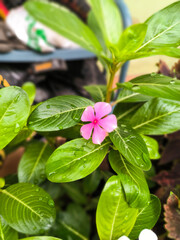 Catharanthus roseus pink