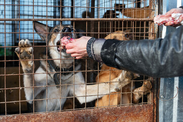 Animal shelter volunteer takes care of dogs. Lonely dogs in cage with cheerful woman volunteer.