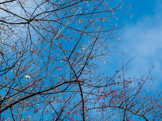 Beautiful scenery of Karuizawa, Japan