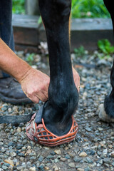 Groom tightening protective shoes before a ride