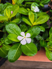 Catharanthus roseus at home