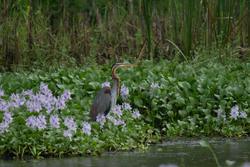 Fototapeta premium The Purple Heron (Ardea purpurea) is a majestic wading bird belonging to the heron family Ardeidae. It is characterized by its striking plumage, with predominantly slate-grey feathers and distinctive