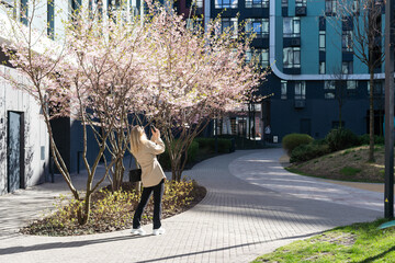 women is taking picture of blossoming cherry on mobile phone on street in spring - 796341212