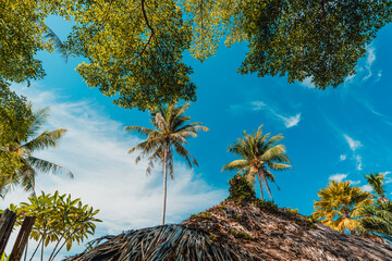 Sky and coconut trees on a tropical island