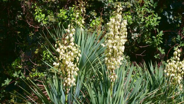 Green Yucca gloriosa plants with white flowers in the garden in summer