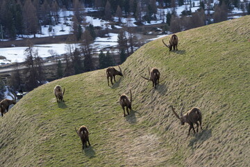 herd of steinbock capricorns grazing in Pontresina, Graubuenden, during summer. Ibex herd.