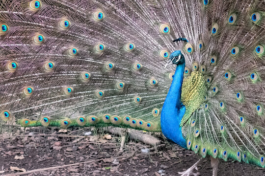Peacock bird, tail feather display, metallic blue green gold