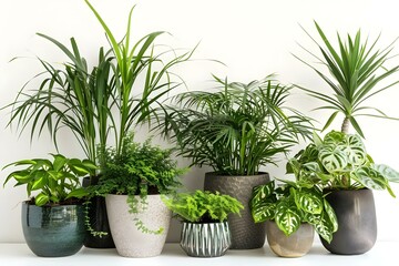 Obraz premium Creating a Home Garden Vibe: Assorted Houseplants in Pots Against White Wall. Concept Home Garden, Assorted Houseplants, Pots, White Wall, Plant Decor