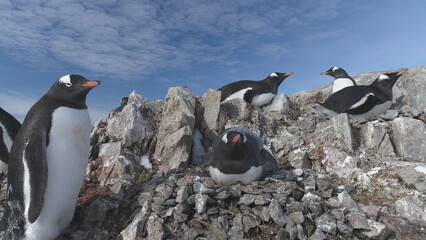Closeup of Gentoo penguin in Antarctic pebble nest. Bird family colony at South Pole sits on eggs...