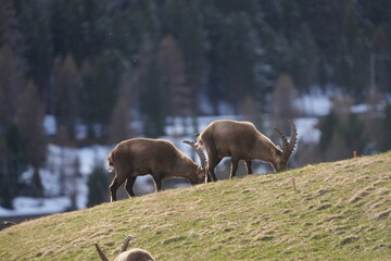 herd of steinbock capricorns grazing in Pontresina, Graubuenden, during summer. Ibex herd.