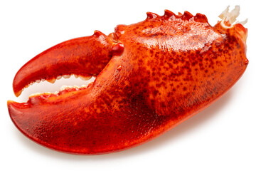 Red Lobster isolated on white, Steam Canadian lobster isolated on white background With clipping...