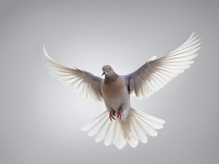 A pigeon on a solid color background, symbolizing world peace, animal protection, and environmental protection