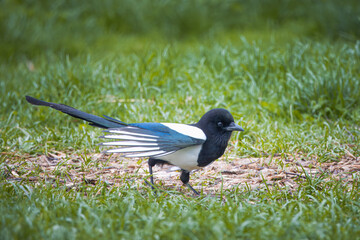 A magpie walks on the green grass and waves its wings perpendicular to the camera lens on a spring evening.