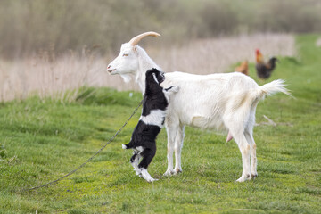A female goat with its Kid stands on the green grass perpendicular to the camera lens. A female white fur goat with a black and white fur kid plays together on the green grass on a sunny spring day.
