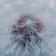 Beautiful dandelion flower seed in springtime, blue background