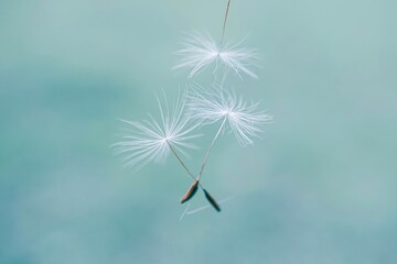 Beautiful dandelion flower seed in springtime, blue background