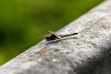 close up of a dragonfly