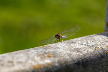 close up of a dragonfly