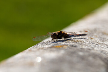 close up of a dragonfly