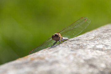 close up of a dragonfly