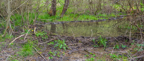 Beaver's dam made from lots of sticks and mud.