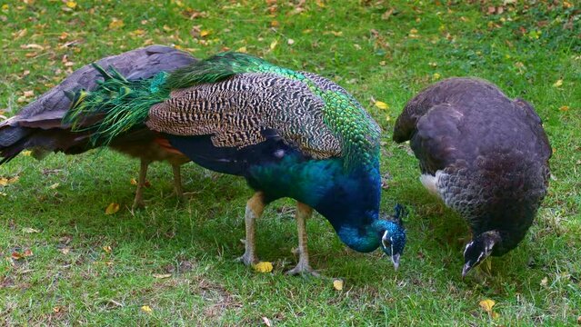 Colourful blue Indian peacock (Pavo cristatus, peahen, peafowl) eating grass close up
