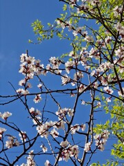 flowers tree
