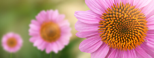 Beautiful summer macro garden flower echinacea purpurea, coneflowers. Gardening. Banner. Selective focus. Copy space