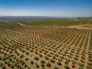 Aerial view of olive fields near Las Navas de Tolosa (Jaén, Andalusia, Spain)