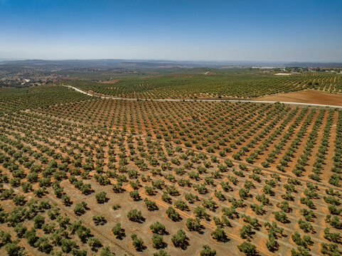 Aerial view of olive fields near Las Navas de Tolosa (Ja&eacute;n, Andalusia, Spain)