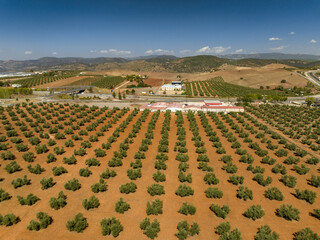Aerial view of the town of Las Navas de Tolosa surrounded by olive fields (Jaén, Andalusia, Spain)