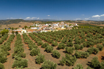 Aerial view of the town of Las Navas de Tolosa surrounded by olive fields (Jaén, Andalusia, Spain)