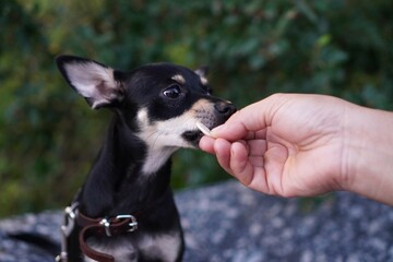 chihuahua dog in hand