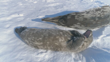 Baby Weddell sea seal. Close-up of cute face. Antarctic funny wild animal enjoy sun light play on...