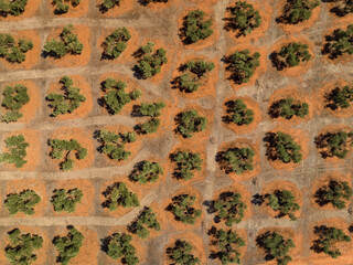 Aerial overhead view of olive fields near Las Navas de Tolosa (Jaén, Andalusia, Spain)