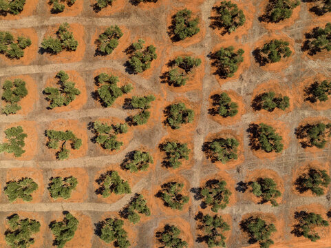 Aerial overhead view of olive fields near Las Navas de Tolosa (Ja&eacute;n, Andalusia, Spain)