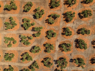 Aerial overhead view of olive fields near Las Navas de Tolosa (Jaén, Andalusia, Spain)