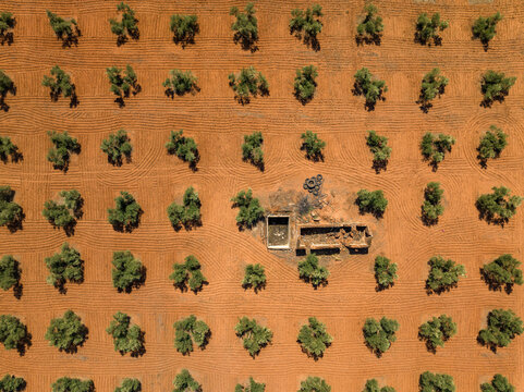 Aerial overhead view of olive fields near Las Navas de Tolosa (Ja&eacute;n, Andalusia, Spain)