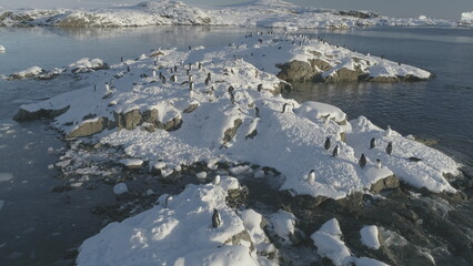 Slow-motion aerial flight over penguins on a snow island. Gentoo colony stand and rest on frozen ice rock shore. South wildlife bird group. Slow Motion