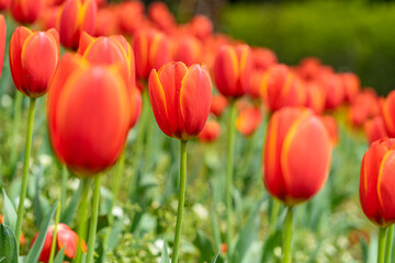 Fototapeta premium The colorful tulips are blooming beautifully