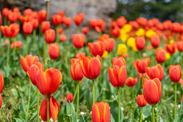 The colorful tulips are blooming beautifully