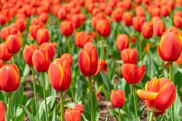 The colorful tulips are blooming beautifully