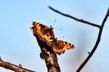 Two Lesser tortoiseshell (Vanessa urticae) arranged mating dance at the birch syrup feeding site