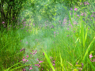 Smoke in the grass ( too much smoke not to be a fire)