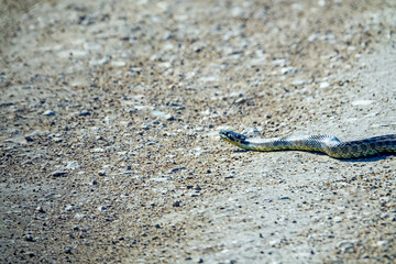 Sarmatian racer, european whip snake (Elaphe sauromates) rare species. in the Crimean steppe. This...