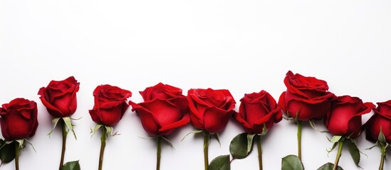Row of vibrant red roses on white surface - obrazy, fototapety, plakaty