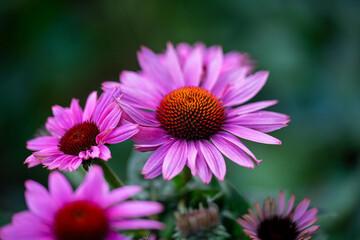 PinkPurpleEchinacea