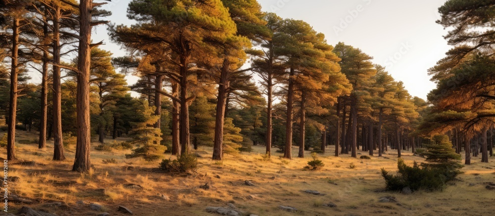 Poster trees in a forest with a few rocks and grass